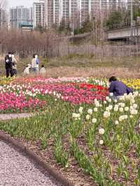 부산 봄나들이 가기 좋은 튤립 명소 추천🌷