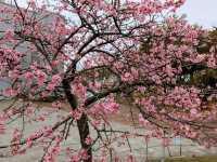 中科崴立櫻花公園賞櫻美景