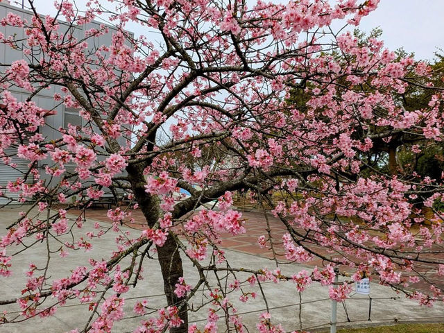 中科崴立櫻花公園賞櫻美景
