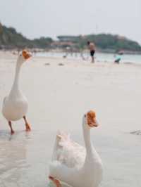 1 วันที่เกาะล้าน - ไปดูห่านเล่นน้ำที่หาดนวล