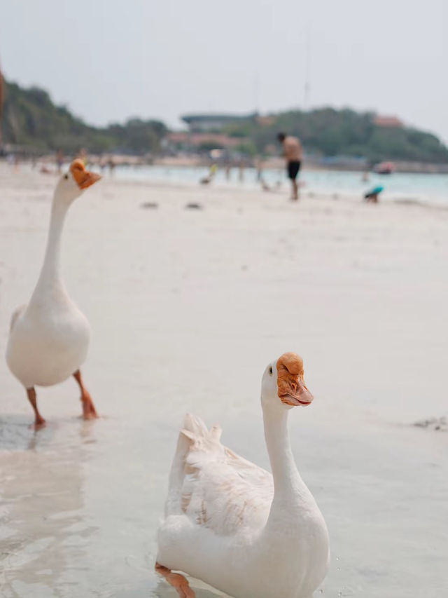 1 วันที่เกาะล้าน - ไปดูห่านเล่นน้ำที่หาดนวล