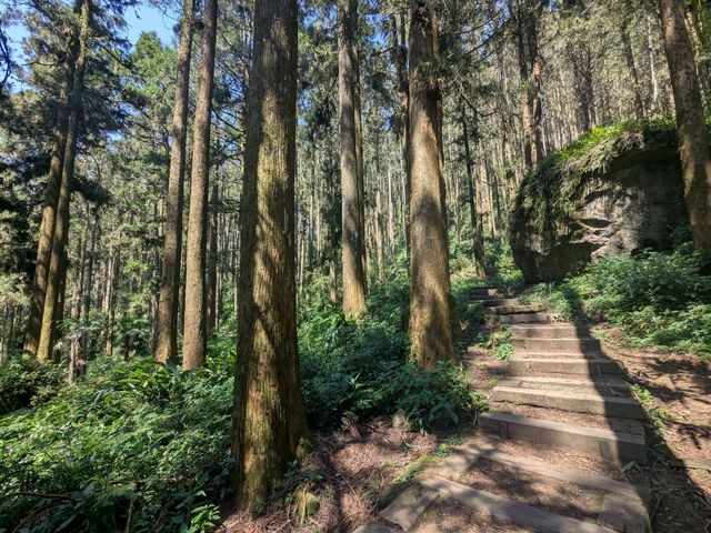 奮起湖大凍山，杉林雲海之間的親山健行步道