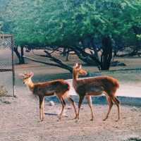 家族で楽しめるインド最大級の動物園🦌