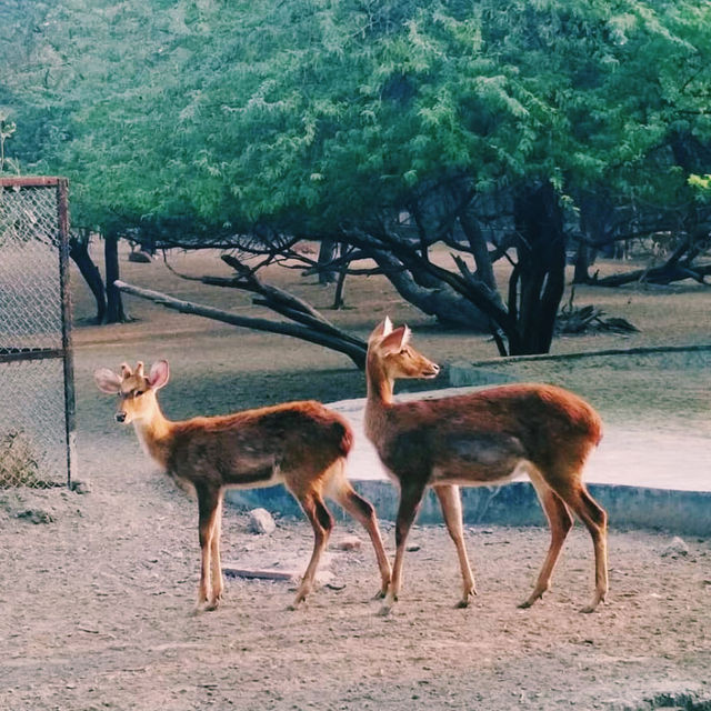家族で楽しめるインド最大級の動物園🦌