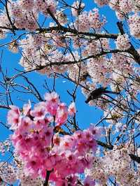 ซากุระบานสุดโรแมนติกที่ Tsuruga Castle