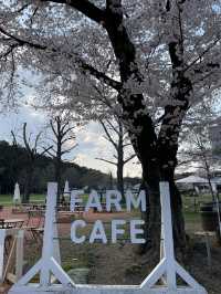 【栃木×春の那須旅】  ソメイヨシノを中心とした桜のトンネル