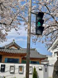 경부 봄여행 코스 공유해요 🌸🌸