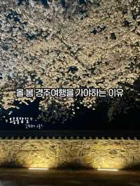 올 봄 경주로 떠나야하는 이유(경주벚꽃여행코스)