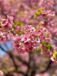 🌸 Sakura Blooming at Yoyogi Park 🌸