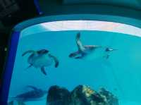 美麗海水族館🐋為了見鯨鯊一面一定要去