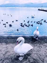 ［東京旅遊］山中湖-我最愛的富士山周圍景點🦢如果山中湖跟河口湖只能擇一的話，個人非常推薦山中湖喔🩵！
