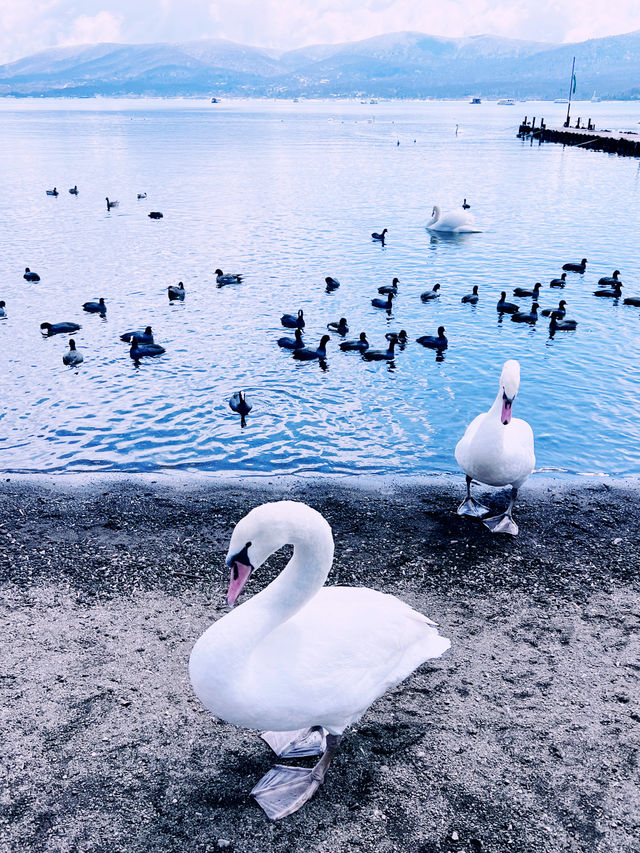 ［東京旅遊］山中湖-我最愛的富士山周圍景點🦢如果山中湖跟河口湖只能擇一的話，個人非常推薦山中湖喔🩵！