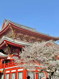 🇯🇵名古屋櫻花配上紅紅的寺廟🌸