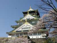 Chasing Sakura at Osaka Castle