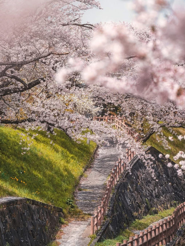  Chasing Sakura at Hirosaki Castle Park