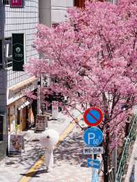 Chasing Sakura at Sakuragaoka in Shibuya