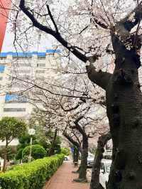 釜山｜櫻花秘境南川洞 整個社區都被櫻花樹包圍