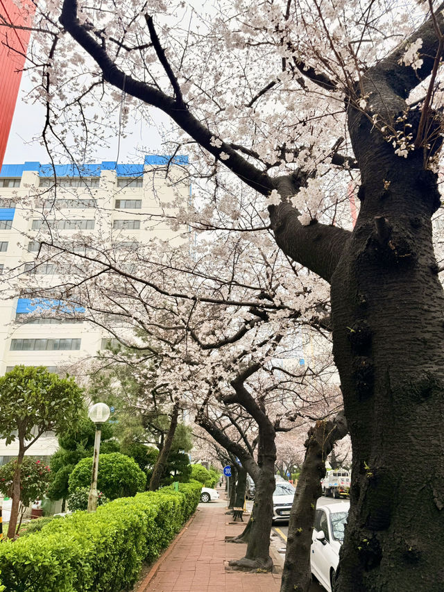 釜山｜櫻花秘境南川洞 整個社區都被櫻花樹包圍