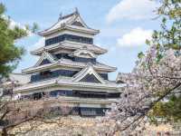 Chasing Sakura at Matsumoto Castle