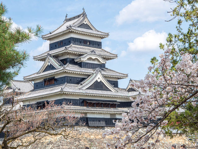 Chasing Sakura at Matsumoto Castle