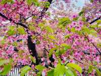 櫻🌸吹雪～淀之河津櫻