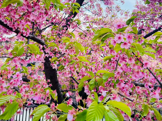 櫻🌸吹雪～淀之河津櫻