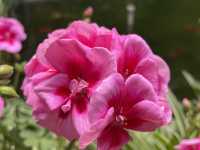 สายน้ำไหลจาก ภูเขาหิมะมังกรหยกสู่สระมังกรดำ
