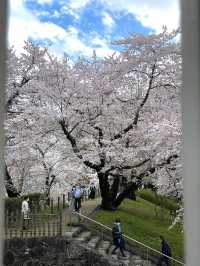 【山形×春旅】 お堀に映し出される桜が幻想的🥰