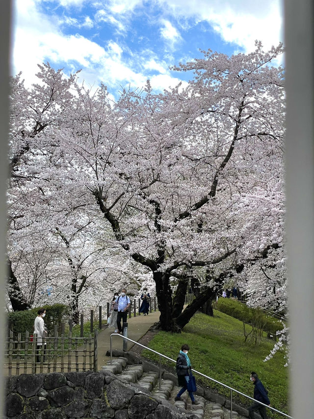 【山形×春旅】 お堀に映し出される桜が幻想的🥰