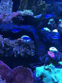 Sea World Ancol, Samudra and Bird Park