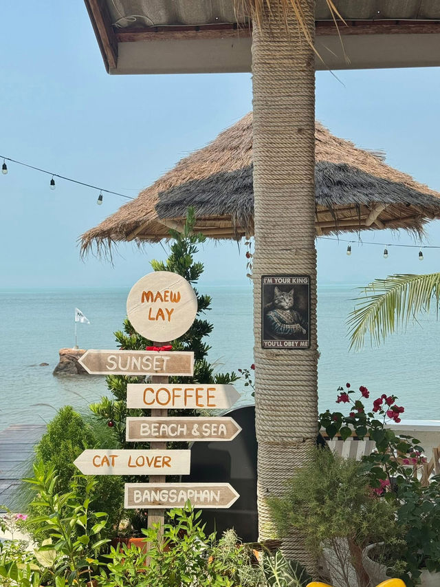 maew lay - แมวเล cafe & farm🌊☘️😸