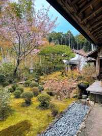 大原三千院賞櫻，古木參天的優雅日式庭園