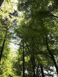 【青岸寺の苔の庭で深呼吸をしませんか。滋賀県　米原市 】