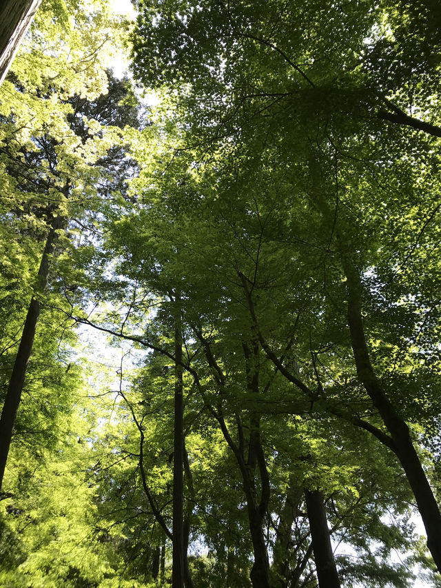 【青岸寺の苔の庭で深呼吸をしませんか。滋賀県　米原市 】