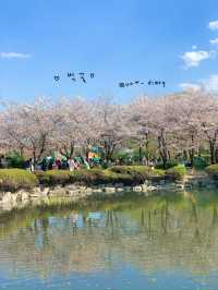 벚꽃과 튤립을 동시에 볼 수 있는 공원 추천🌸🌷