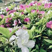 萬里杜鵑花季｜免費賞花好去處，春日漫遊半日遊推薦！