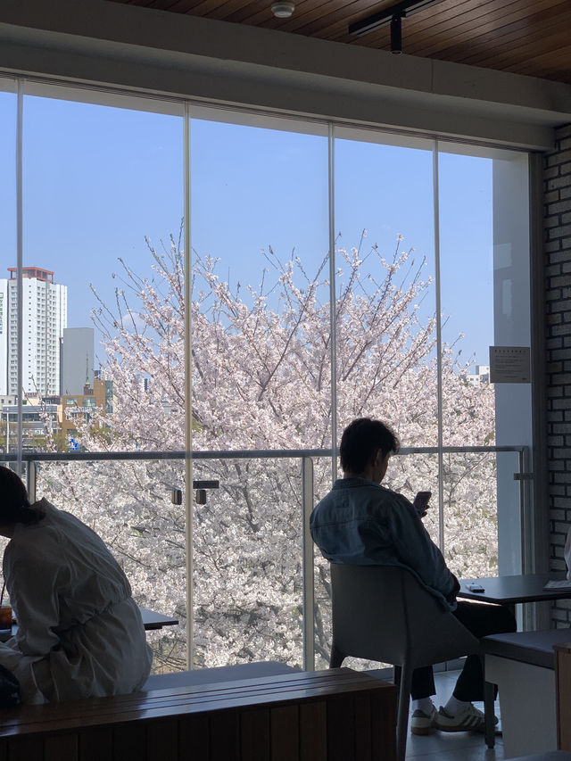 창문 가득 벚꽃뷰를 볼 수 있는 운천저수지 카페