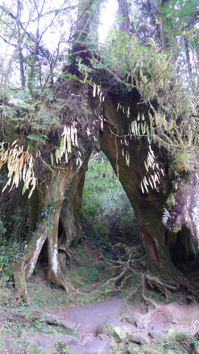 Peaceful Escapes in the Mountains of Alishan, Taiwan