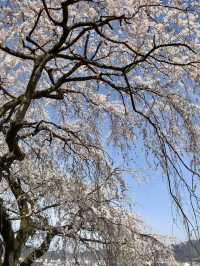 Spring Outing to Iwayaji Temple – A Hidden Kyoto Sanctuary