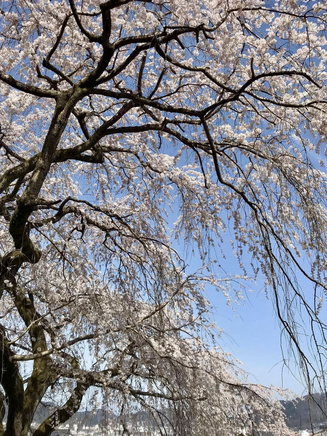 Spring Outing to Iwayaji Temple – A Hidden Kyoto Sanctuary