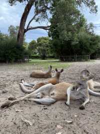 Caversham wildlife park