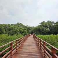 🎄ป่าชายเลนกลางเมือง | ปอดของคนระยอง 🏞