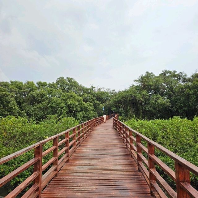🎄ป่าชายเลนกลางเมือง | ปอดของคนระยอง 🏞