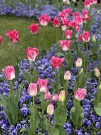 🌷 แจกมุมถ่ายรูปสวนทิวลิป เซี่ยงไฮ้
