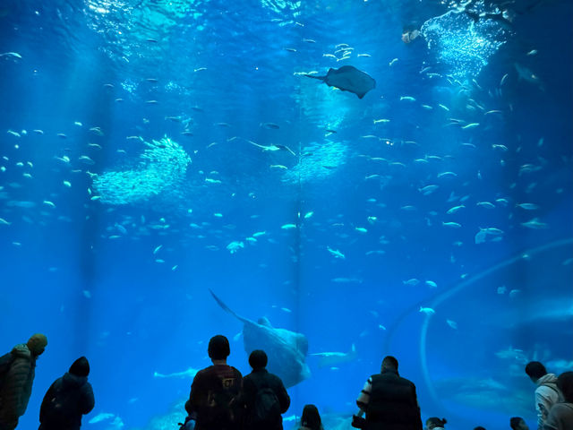 Where the Sea Comes Alive: Exploring Aqua World Oarai