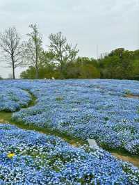 Shanghai Chenshan Botanical Garden– A World of Plants Under One Sky