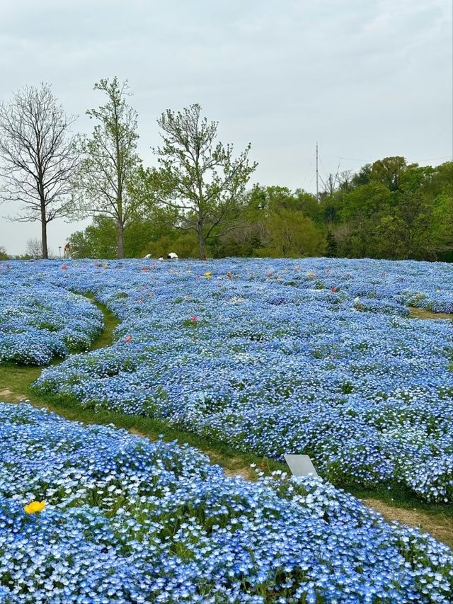 Shanghai Chenshan Botanical Garden– A World of Plants Under One Sky