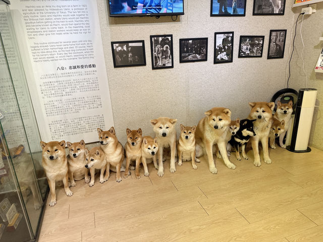 【馬六甲｜萌到心臟爆擊的 huskitory！】