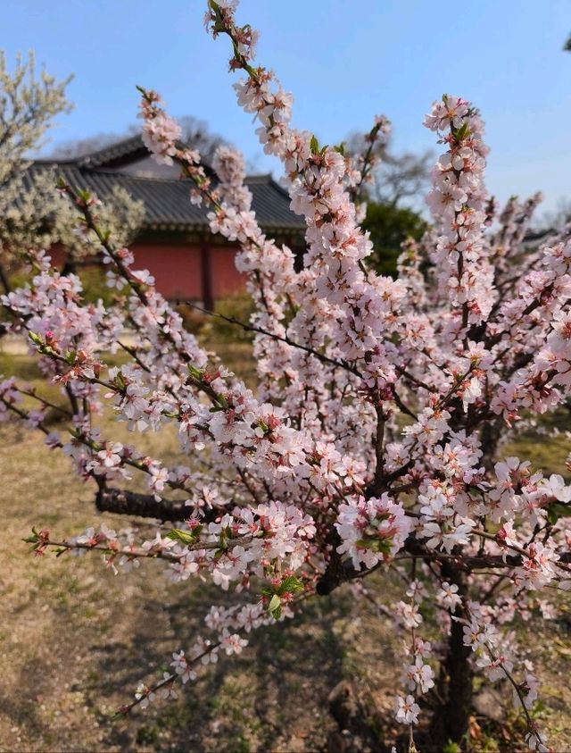 昌德宮