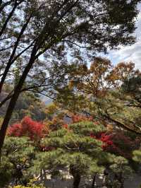 🍁 단풍이 내려앉은 숲, 가을의 화담숲 🌳✨ 